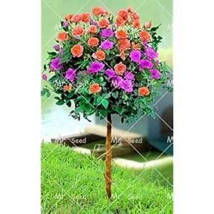 100 pcs/rare bag and colorful rose tree plant garden flowers plant plant plants bonsai, balconies and courtyard flora 3: only seeds not a live plants