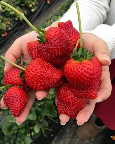 Image of RootNrise Premium Strawberry Seeds for Home and Garden, Hybrid Variety (Pack of 10+ Seeds)