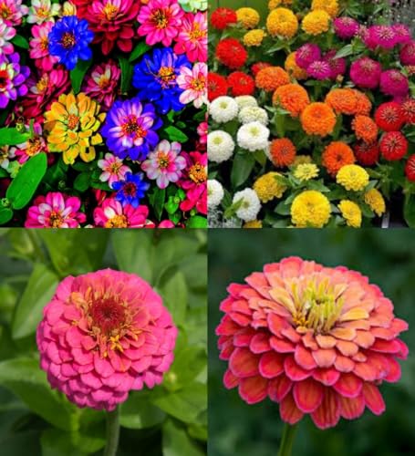 Zinnia flower seeds combo Zinnia all colours hybrid double flower mixed seeds pack of 40