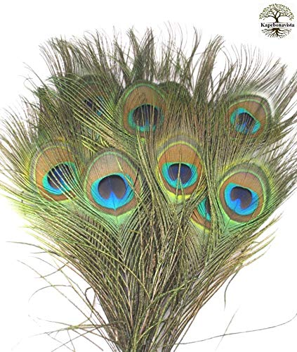 Kapebonavista® Peacock Feathers Mor Pankh Peacock Tails Big Size 10 Piece 40 inch for Pooja-image-37