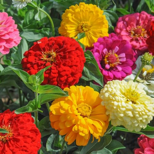 Zinnia Dahlia Flowered Mixed Seeds - Vibrant Candy-Colored Blooms Easy-to-Grow Annuals for Stunning Gardens and Bouquets - 50 Seeds by Thompson & Morgan