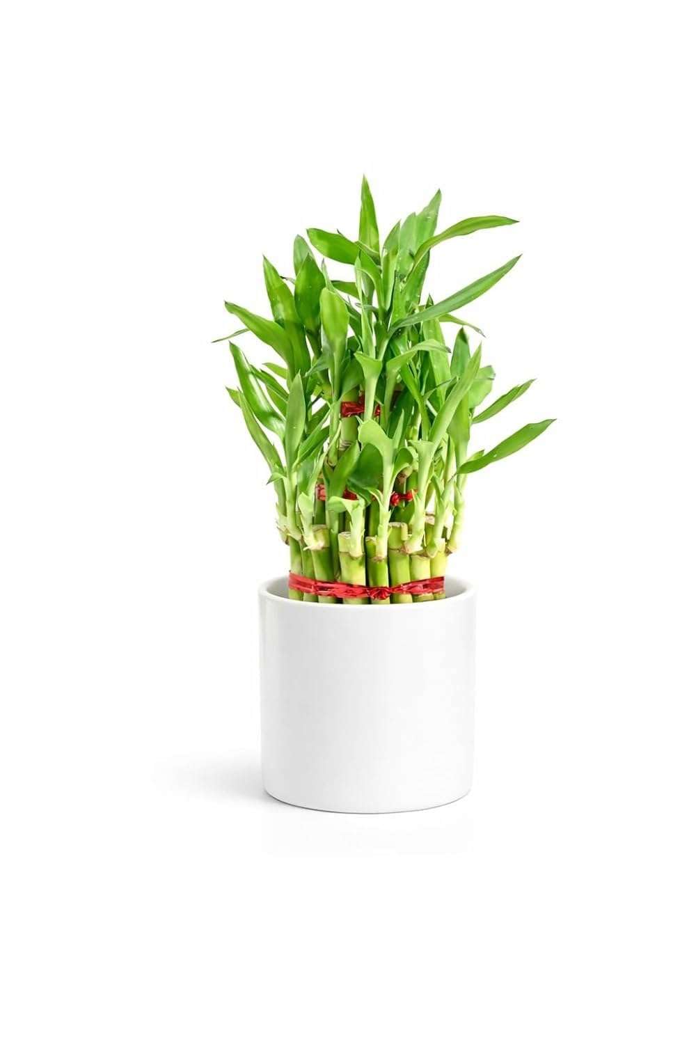 Lucky Bamboo Feng Shui Plant | Live Indoor Bamboo Plant in White Ceramic Pot for Home Office and Gift Purpose-image-32