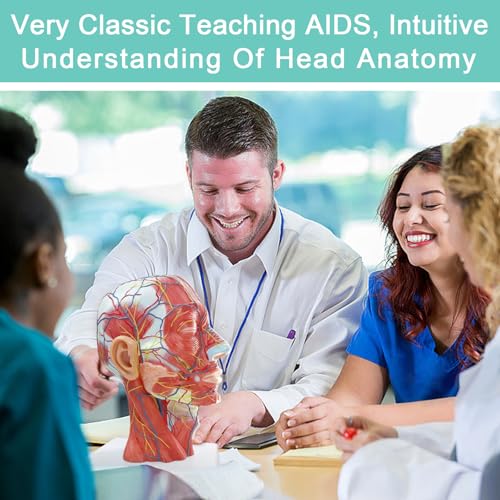 Image of Human Half Head Superficial Neurovascular Anatomical Model with Blood Vessels Detailed Muscle Structure and Colorful Manual for Medical Science Education Study or Teaching