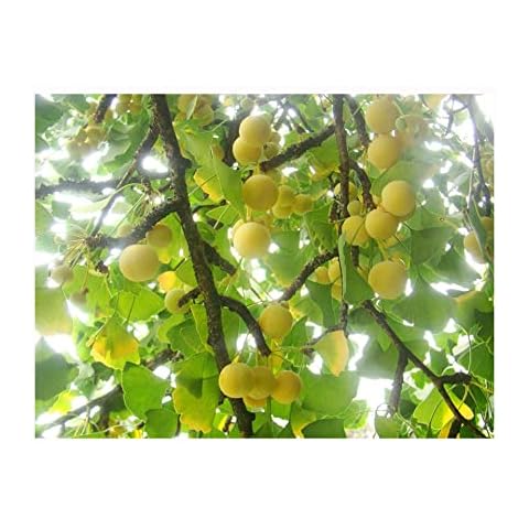 Outdoor Garden Plant Ginkgo BILOBA Maidenhair Tree, 10-15cm Tall Starter Plant in a 7/8cm Pot Cover