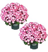 【販売終了カラー】unico YIPPY COZY Geranium 販売終了カラー】unico YIPPY COZY Geranium-東京都 新型コロナ