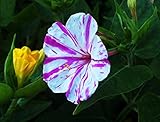Marvel of Peru Mirabilis Jalapa Four O'clock Garden Flower Heirloom 70 Seeds