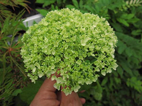 アナベル紫陽花　ロングガーランド アナベル紫陽花ガーランド - naturalflowers | minne byGMOペパボ 国内