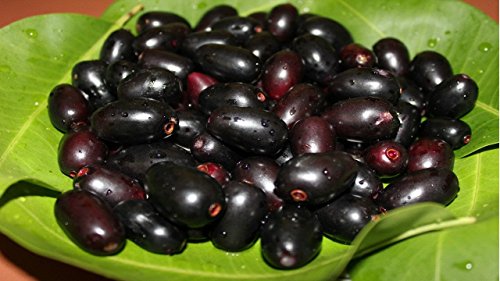 MaliaGarden Live Black Jamun Jam fruit Plant