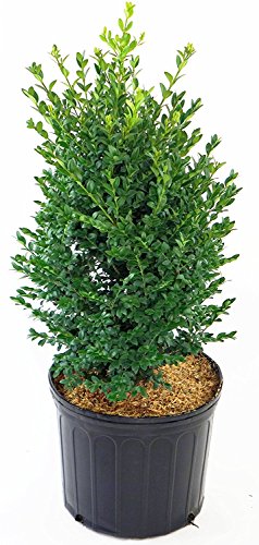 12 Best Low Maintenance Evergreen Shrubs for Front of House | UrbanOrganicYield.com Buxus micro. jap. 'Green Mountain' (Boxwood) Evergreen, #2 - Size Container