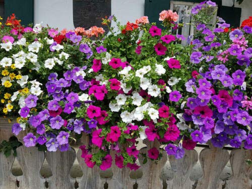200+ Mixed Petunia Climbing Flower Seeds Plants Annual Flower Bonsai Decorative - Thumbnail 2