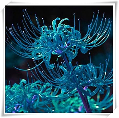 Amazon 切り花 リコリス球根 彼岸花 球根 不思議な色の珍しい花 信頼できる売り手 バルブオブザイヤー 6球根 C 球根