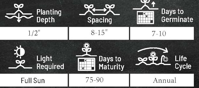 Zinnias are colorful and easy-to-grow flowers that are perfect for adding a pop of color to your garden. These particular zinnia seeds are non-GMO heirloom varieties, ensuring that the plants you grow will be natural and unaltered. Each packet contains 50 seeds of the California Giant zinnia variety, which produces large, vibrant flowers that are perfect for cutting and displaying in bouquets.