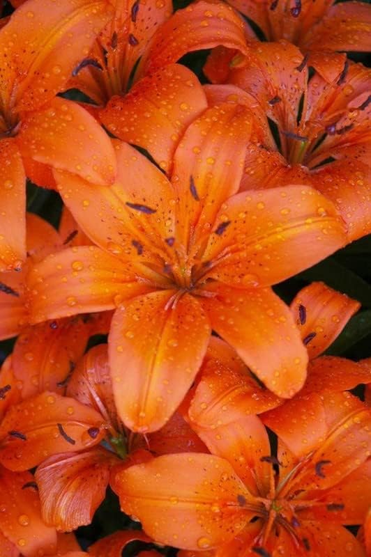 Ritz Farming� Oriental Lily/Lilium Flower Bulbs | classic lilies For Home & Outdoor Gardening Plants (color-Orange) Pack of 1