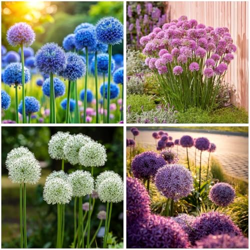 Mixrug 195+ Giant Allium Seeds Perennial for Spring Planting-Rare Purple Sensation Allium Seeds -Alliums Giganteum Flower Seed Non-GMO Heirloom for Outdoor Garden