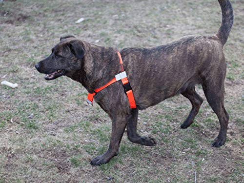 Walk Your Dog With Love No-Choke No-Pull Front-Leading Dog Harnesses - Sportso Doggo Edition-Hunter Orange-55-120 lbs (25-54 kg)