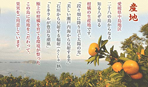 はちやフルーツ 紅まどんな 4L~Lサイズ 2.5kg みきゃん箱入り 愛媛県産 の商品画像 4