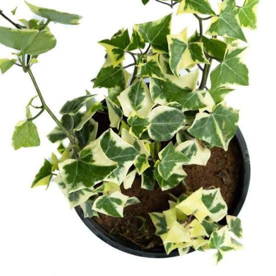 Image of Live English Ivy Plant with Pot | Hedera Helix Air Purifying Hanging Vine Plant | Low Maintenance Decorative Creeper for Home Office Balcony Living Room Wall Garden Decor | Pack of 1