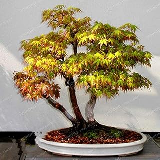 20 Pcs Rare Blue Maple Seeds Bonsai Tree Plants Pot Suit for DIY Home Garden Japanese Beautiful Multicolor Maple Seeds