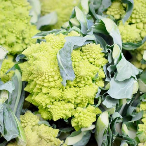 semillas de coliflor resistentes para el jardín interior semillas de invierno jardín balcon balcón resistentes 300pcs