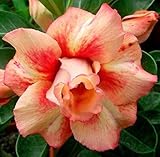 20 Fresh Seeds Adenium Obesum Desert Roses Rare www Triple-QueenofGold-us