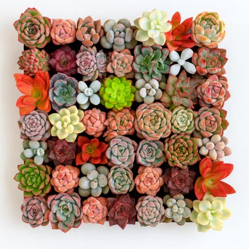 Mix DIY Rare Live Succulent Plants 0.5-1 5 Random Mystery Bulk Succulent Live Plant Without Pot & Soil 12/24/100 Pcs Garden Indoor Office Desk Decoration Plant Gifts (12)