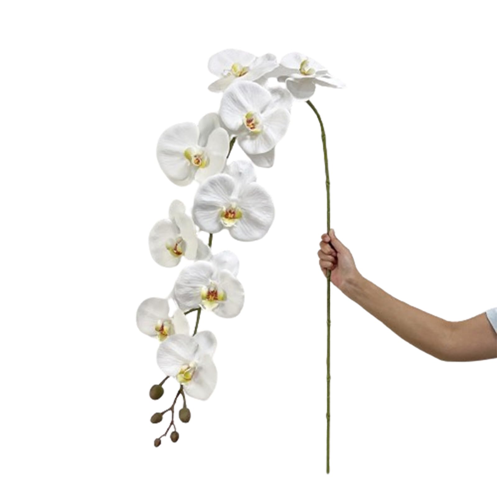 Amazon｜CINGHI LUSSO 巨大な胡蝶蘭の花 巨大な造花 フェイク