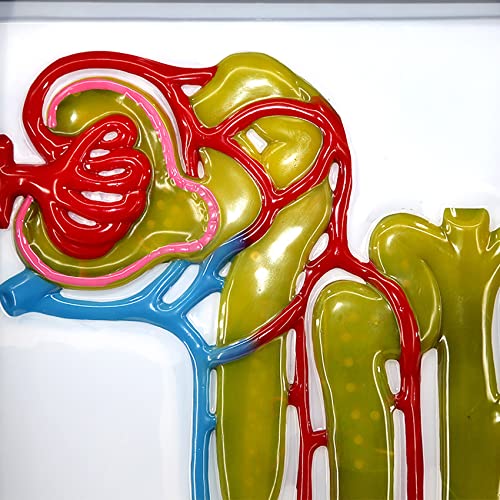 Modèle dynamique de formation d'urine pour assimiler la biologie - 5