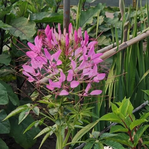 Comprar semillas de flor de araña - Cleome spinosa - Plantas exóticas, plantas de balcón resistentes. plantas perennes resistentes Plantas en macetas para cubrir el suelo al aire 420pcs
