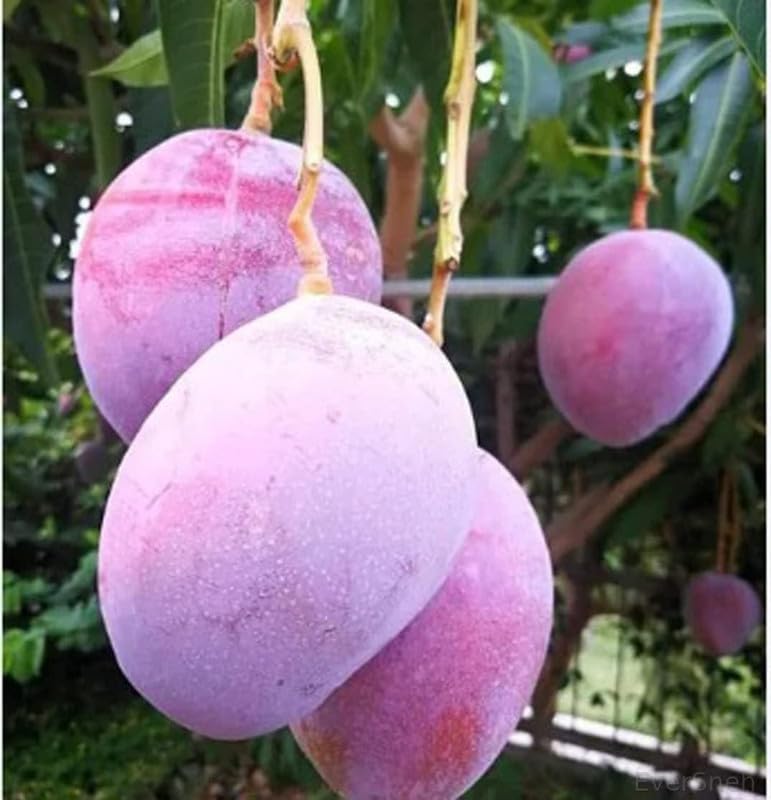EverSneh Real Live Arunika Mango " Live Amba fruit plant Grafted hybrid new variety Mango King of fruit 1 Healthy Live Plant (B0C8VH4L8T) Amazon Price History, Amazon Price Tracker