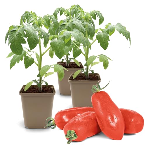 FLORTUS Flaschentomatenpflanze San Marzano | 3 Pflanzen | Tomaten Pflanzen für Balkon und Garten | Tomatenpflanzen im Topf | 9 x 9 cm | Jungpflanzen