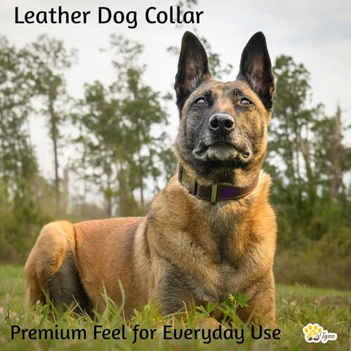 Image of ADITYNA Leather Dog Collar for Medium & Large Dogs, Adjustable 15-21 inch Neck | Padded, heavy-duty metal buckle. Great for walking, training and hiking - ideal for Labrador, Boxer, Pitbull and Collie.
