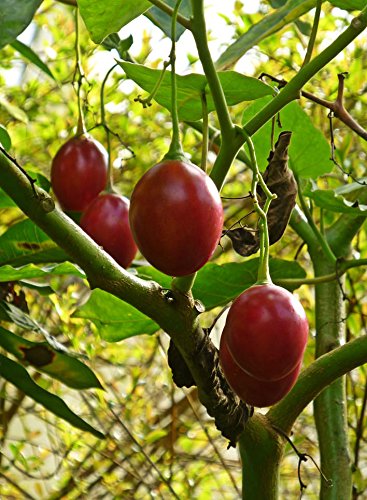 Cyphomandra betacea | Tamarillo | Tree Tomato| 10_seeds - Thumbnail 5