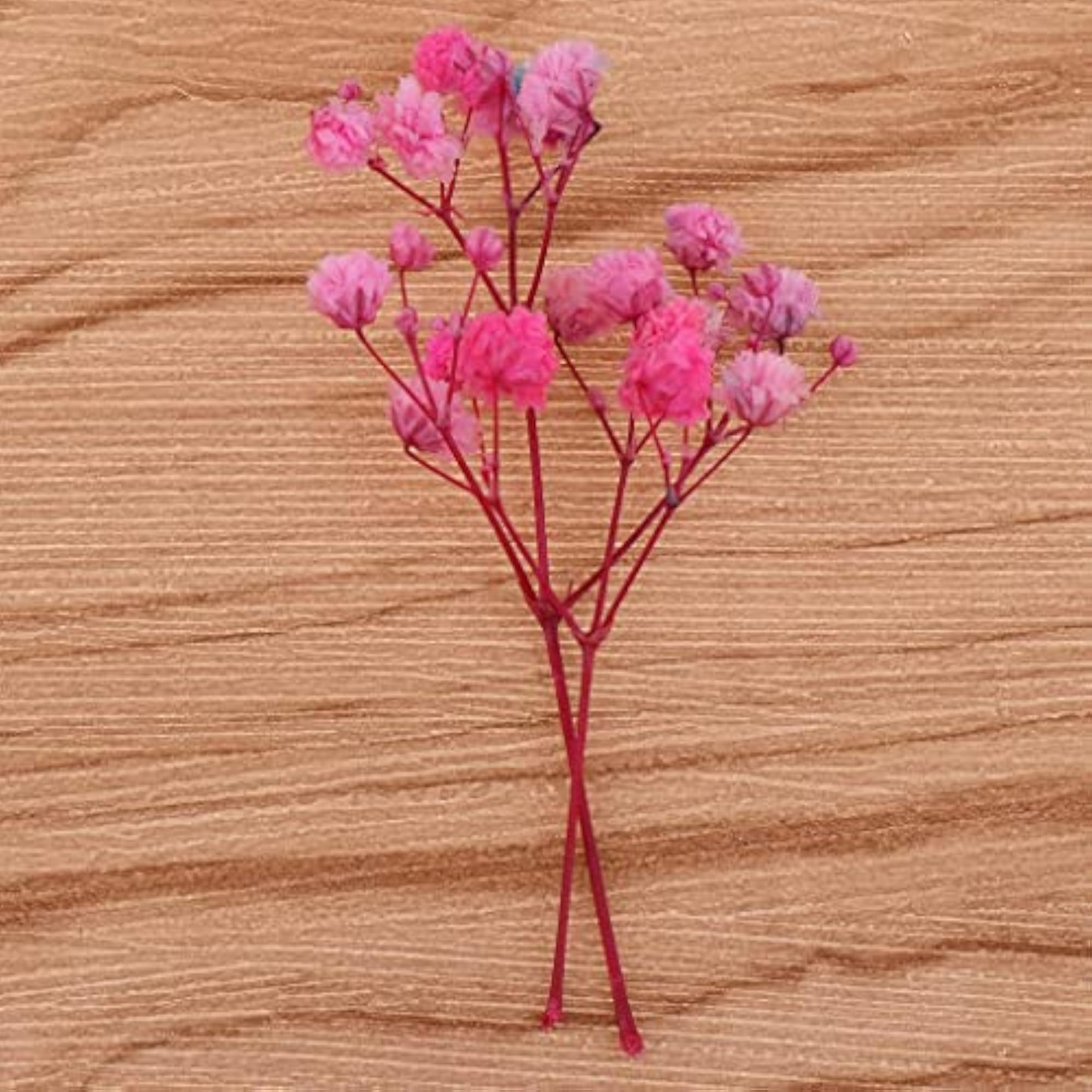 Pressed Leaves Natural Dried Flowers for Scrapbooking
