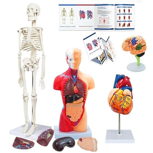 Image of Human Anatomy Body Model Kit, Sets of 4 Human Heart Brain Torso and Skeleton Models Removable Parts with Anatomical Guide Booklet 3D Model Study for Kids Medical Student Educational Demonstration
