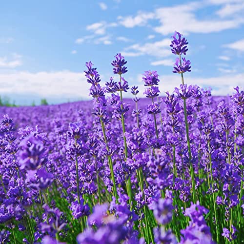 Luojuny Semillas de lavanda, 1500 piezas Semillas de flores Productivas Decorativas Georgic Hermosas semillas de lavanda Suministros de jardín Semillas