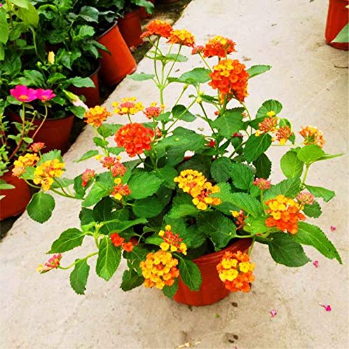 GreenBourne Yellow Trailing Lantana Live Plant Lantana montevidensis 1