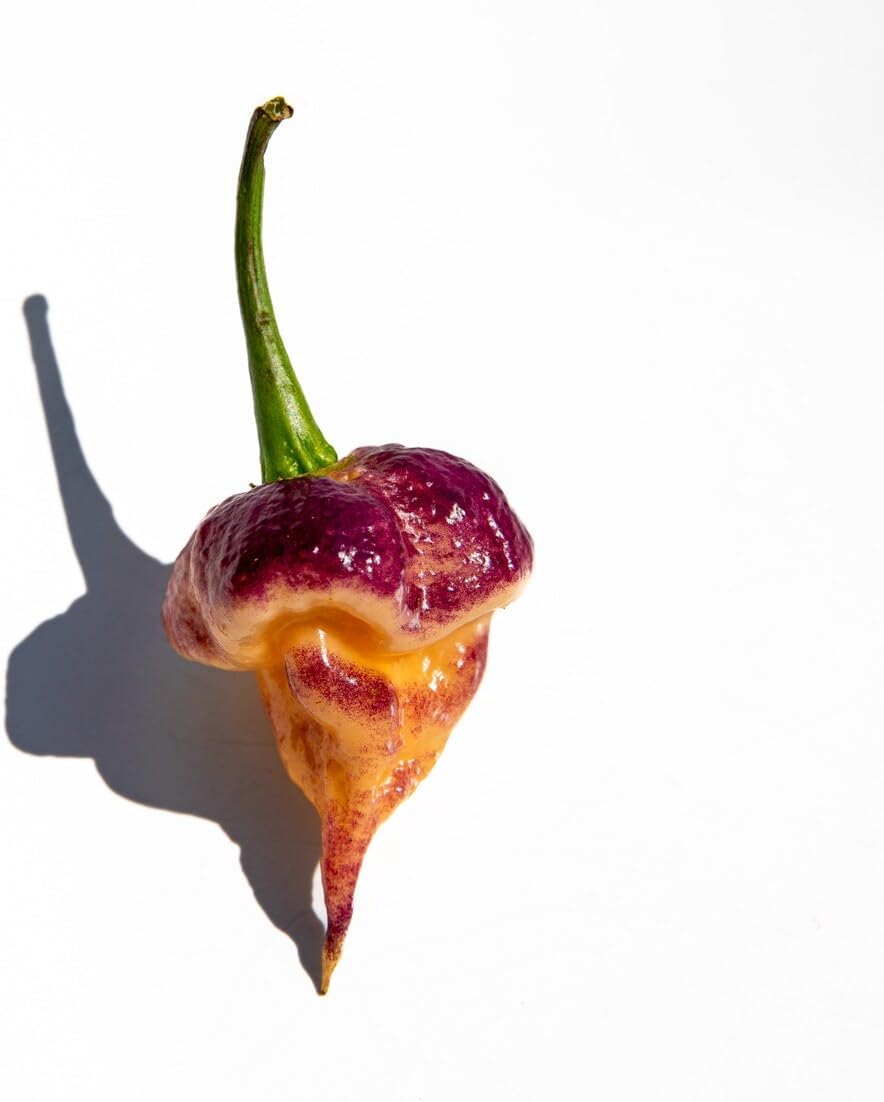 Purple Peach Carolina Reaper Pepper Premium Seeds for Planting Packet