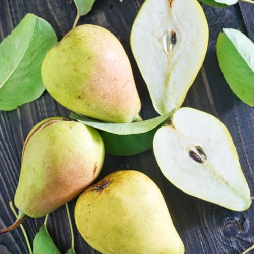 Image of Capital City Fruit Gourmet Gift Box, Signature Orchard, 12-Piece | Made-to-order fruit basket packed fresh before shipping so peak quality and flavor arrive at their best