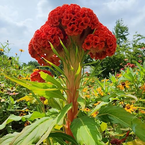 100 piezas Semillas de plantas de celosia. semillas plantas de jardín resistentes Cresta de gallo de Celosia flores silvestres plantas semillas interior Balcón decoración prado de