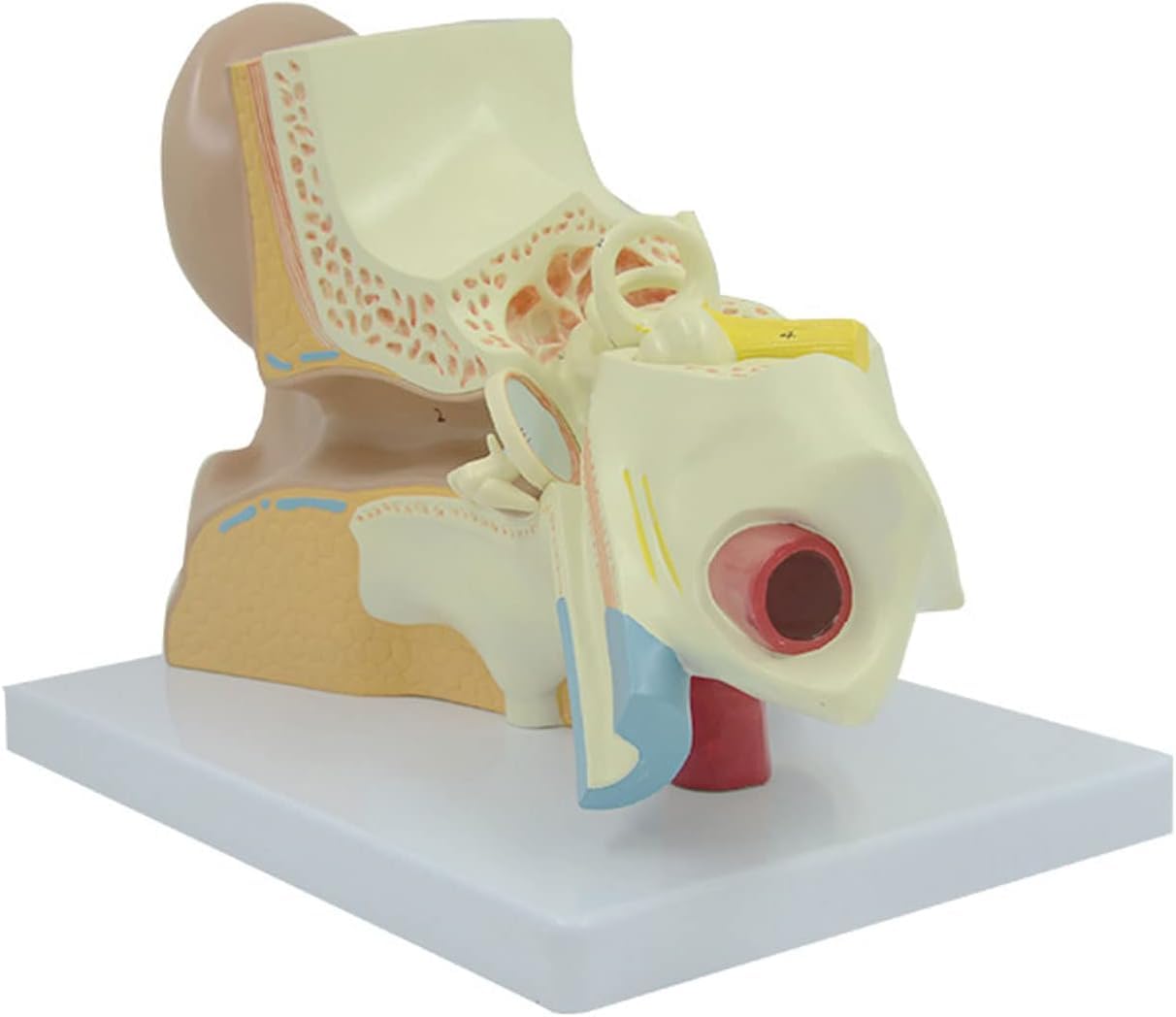 Modello Anatomico, Modello Anatomico, 3 Volte La Dimensione della Vita Modello Anatomico Dell'orecchio Scheletro Anatomico Organo Umano Materiale Didattico Strumento Professionale