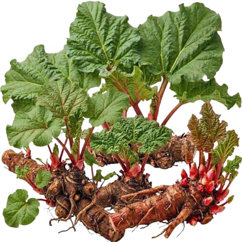 5 Red Rhubarb Roots Crown Large Rhubarb Rhizomes Hardy Perennial Vegetable Gardening