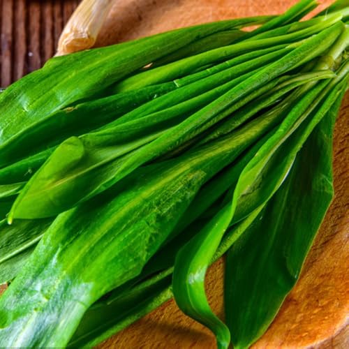 semillas de ajo silvestre en resistentes de ajo silvestre resistentes, jardín el balcón, tradicionales jardín 500pcs