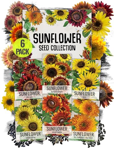 Seed Needs Sunflower Seeds for Planting an Outdoor Flower Garden - Heirloom & Open Pollinated Variety Pack Collection - Plant a Butterfly Garden to Attract Pollinators (6 Packs) Seed Needs Sunflower Seeds for Planting an Outdoor Flower Garden - Heirloom & Open Pollinated Variety Pack Collection - Plant a Butterfly Garden to Attract Pollinators (6 Packs)