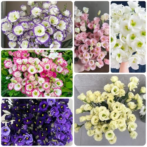 semillas de lisianthus - silvestres perennes jardín rocas resistentes 1000pcs