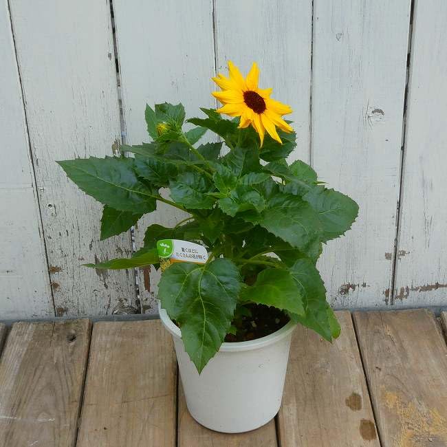 Amazon.co.jp: ヒマワリ 苗 サンメイジング 4号 ひまわり 夏の花 多花