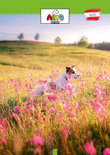 Alto-Petfood - Premium Hunde-Pralinen vom Kalb | in hochwertiger Geschenk-Box | 100% Naturprodukt | besondere Hundeleckerlies - 1 Packung