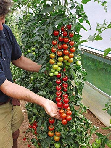 Creative Farmer F1 Hybrid Red Cherry Tomato Home/Garden 20 Seeds Packet (B07N56Z66L) Amazon Price History, Amazon Price Tracker