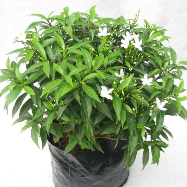 See full amazon price history chart for WoFLoo Live Chandani / Single Chandani White Flower / Crepe Jasmine Best Attractive Flowering Plant for Home/Balcony/Outdoor Garden - Healthy Live Plant WoFLoo Live Chandani / Single Chandani White Flower / Crepe Jasmine Best Attractive Flowering Plant for Home/Balcony/Outdoor Garden - Healthy Live Plant (B0B2NZT4B5) Amazon Price History, Amazon Price Tracker