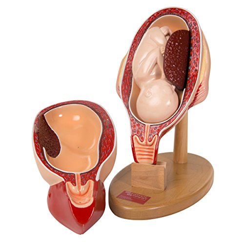 Image of W42553 3rd Trimester Pregnancy Insert,Grade: 1 to 12, 6 inch Height, 10 inch Wide, 12 inch Length