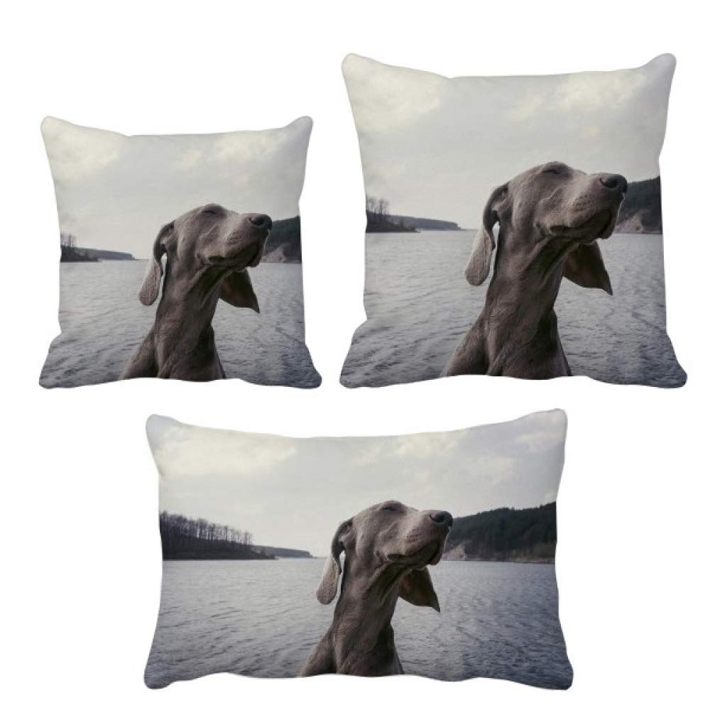Housse de coussin chien gris pour sublimer votre canape de salon